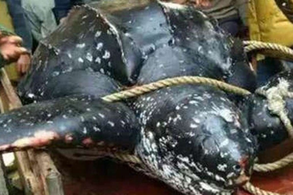 The giant sea turtle weighed more than 200kg when it was caught by fishermen in southern China. Photo: SCMP Pictures