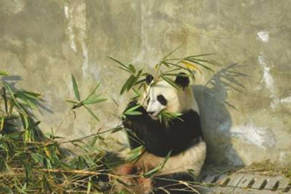 One of the US-born pandas moved to Chengdu in Sichuan province. Photo: SCMP Pictures