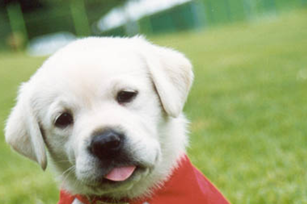 Cigarettes are also a threat to household pets, says FDA. Photo: Korea Times