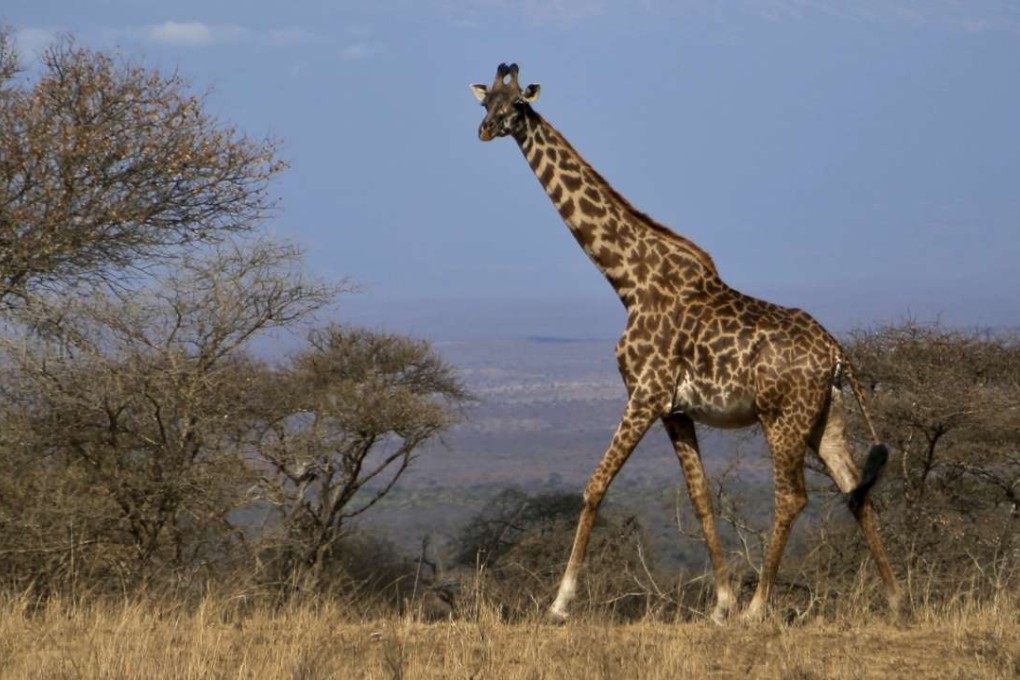 Shrinking living space is the main culprit in the declining giraffe population, worsened by poaching and disease. Photo: AP