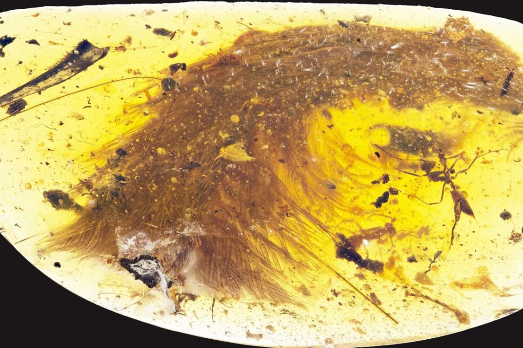 Scientists have discovered the partial tail of a 99-million-year-old baby dinosaur covered in feathers. Photo: TNS