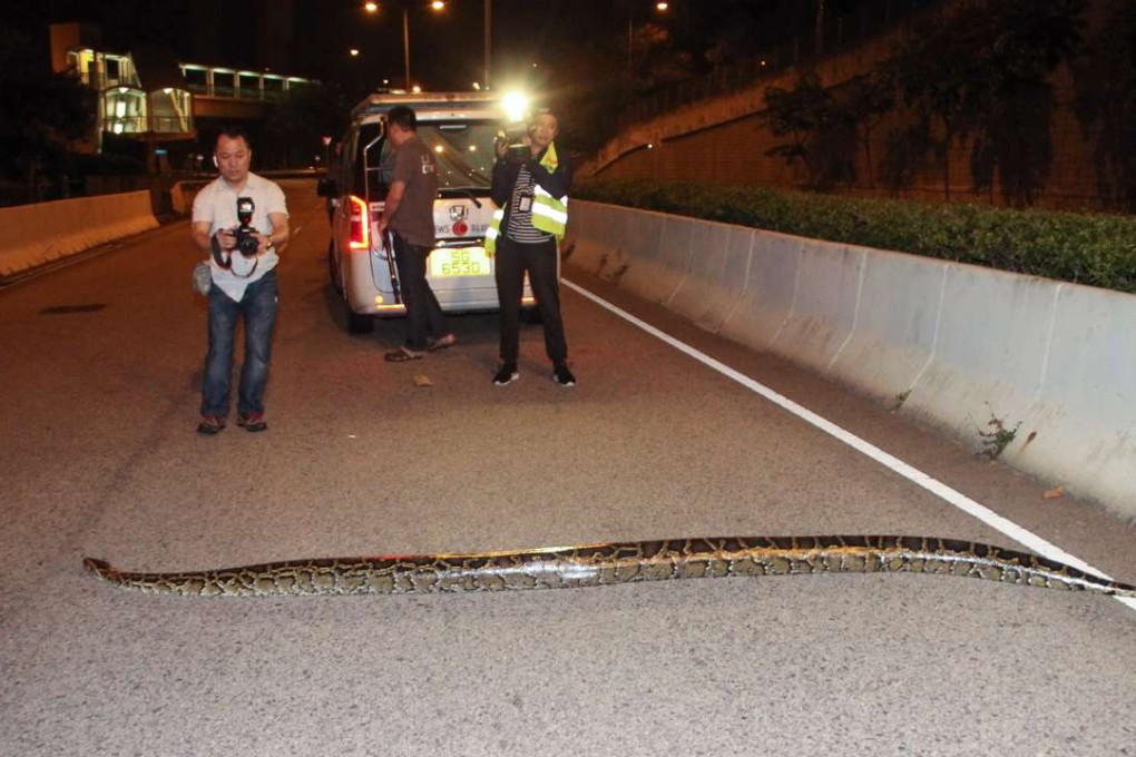 The 50kg snake that was caught in Ting Kau. Photo: Apple Daily