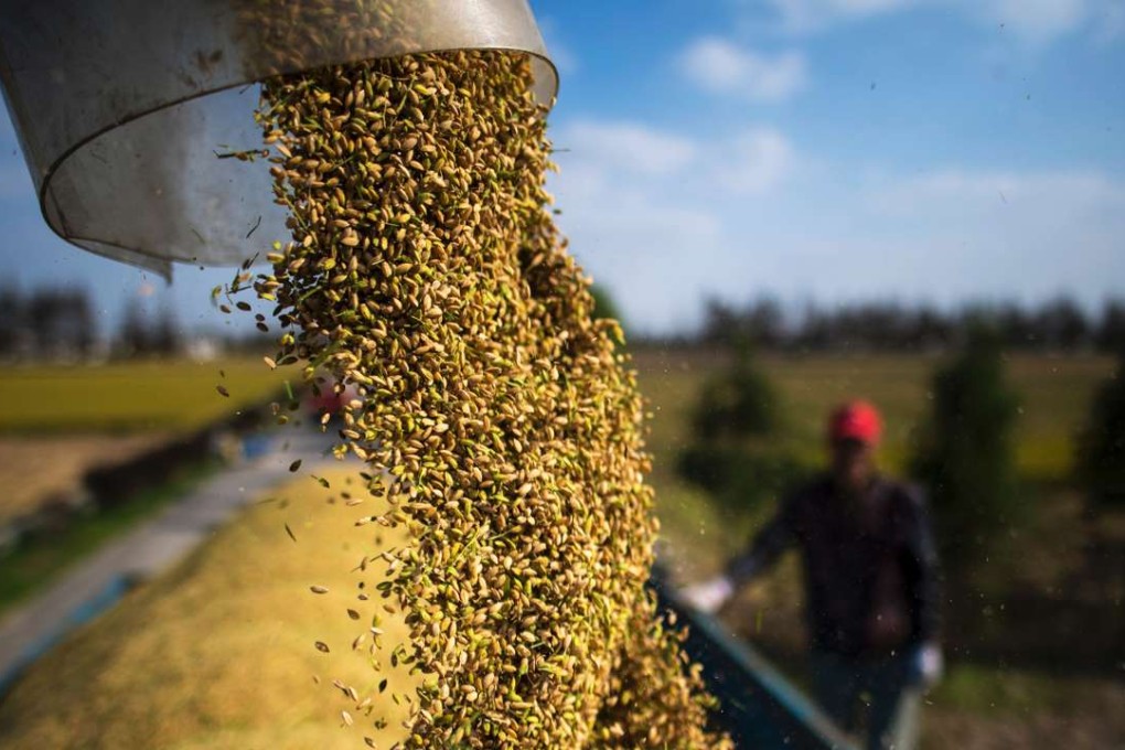 A worker collecting newly-harvested rice in a truck during the rice harvest in Moagang village, located on the outskirts of Shanghai. Photo: AFP