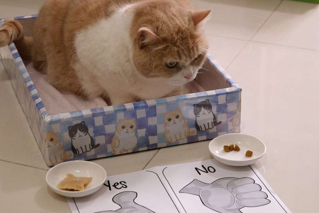 Brother Cream is helping the city’s destitute felines. Photos: Aleksander Solum
