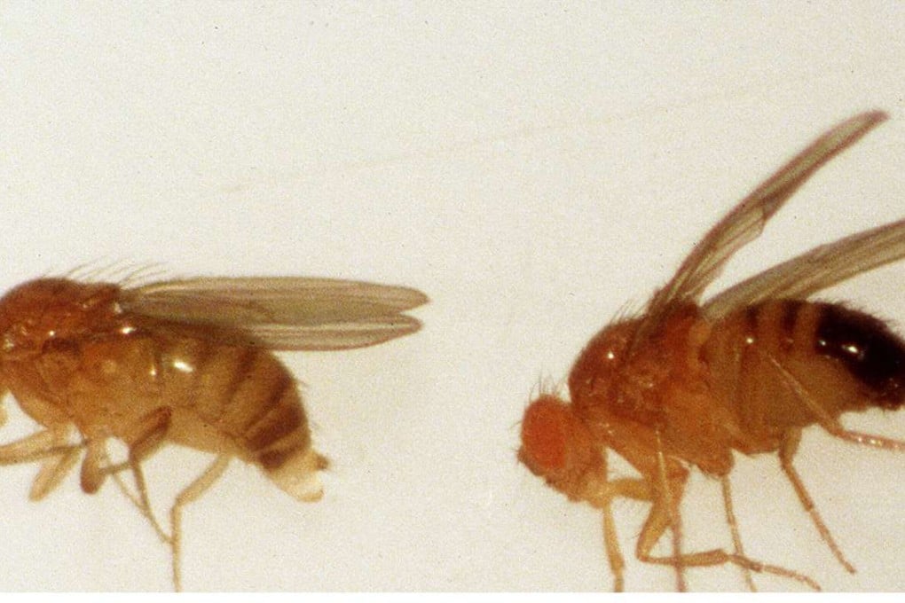Drosophila fruit flies are commonly used by scientists for medical studies. Photo: AP