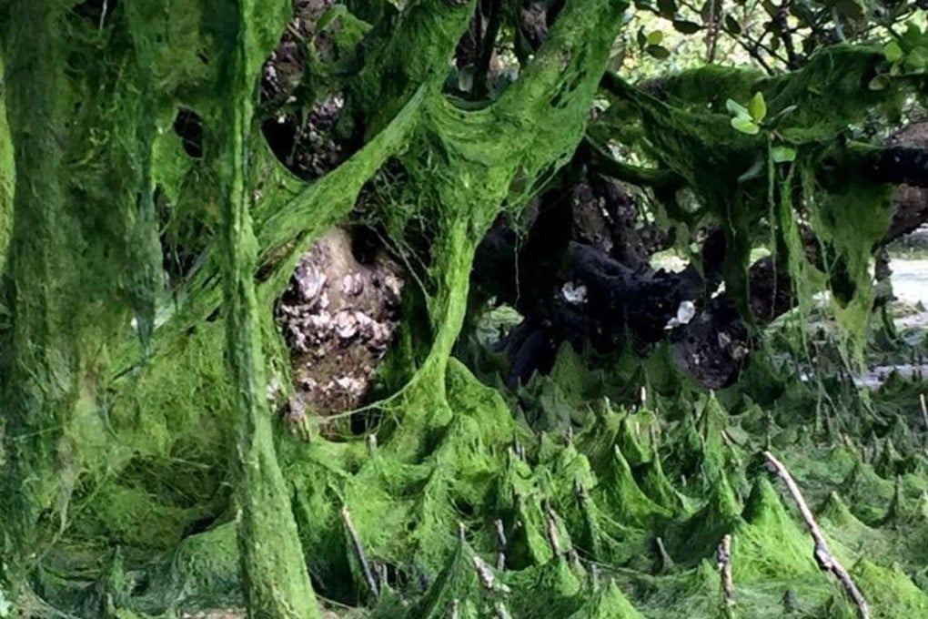 The harmful algal bloom is threatening mangrove forests and endangered species in the Haibin National Wetland Park in Beihai, Guangxi province. Photo: Handout
