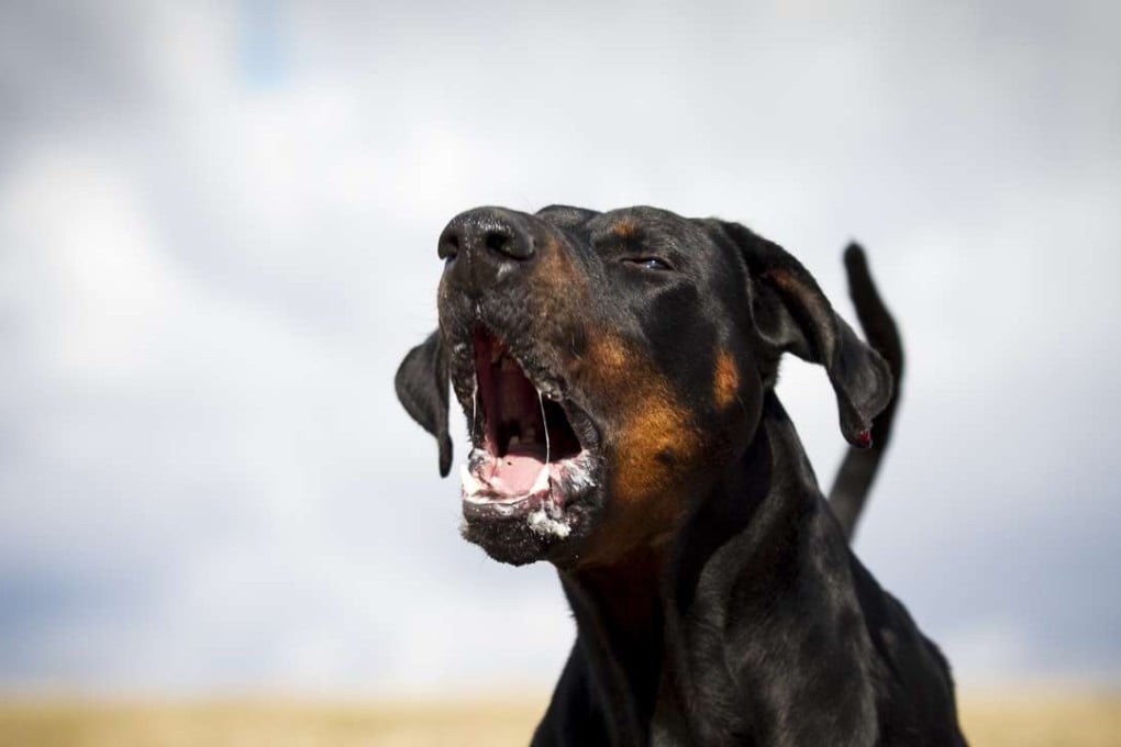 Dobermans are more prone than other dog breeds to compulsive behaviours.
