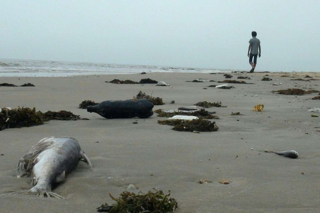 A man walks among dead fish lying on a beach in Quang Trach district. Photo: AFP