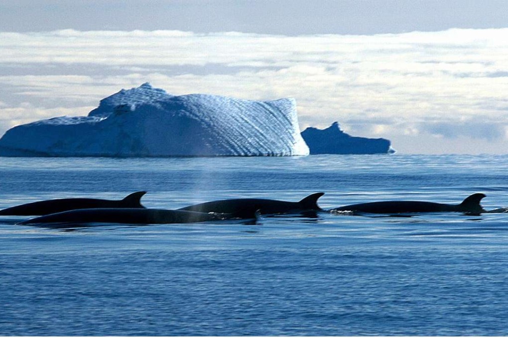 A file photo of Minke whales passing an icebergs in the Southern Ocean off the Australian Antarctic Territory. Photo: AFP
