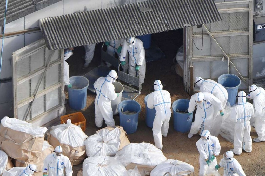 Japan has also been hit by an outbreak of bird flu. Workers are pictured slaughtering poultry at a farm in the southwest of the country on Tuesday. Photo: Reuters