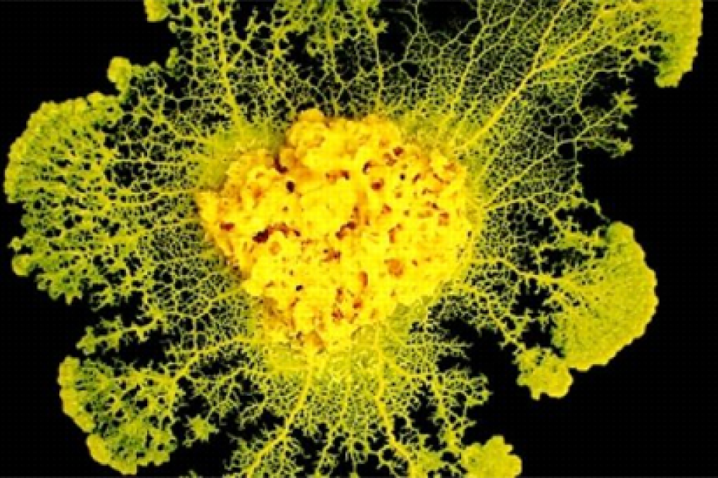 A slime mould, or Physarum polycephalum, which can learn simple lessons by fusing with members of its own species. Photo: Audrey Dussutour/CNRS