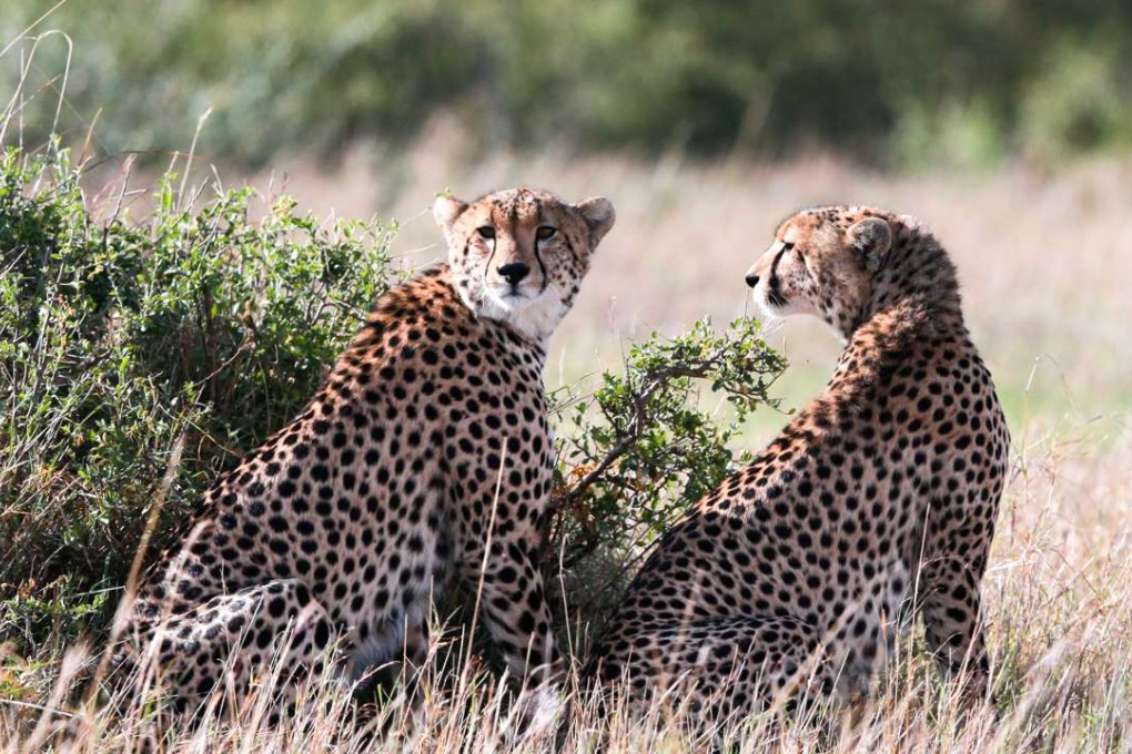 Two cheetahs are seen at the world's famous Maasai Mara National Reserve, Kenya. Photo: Xinhua