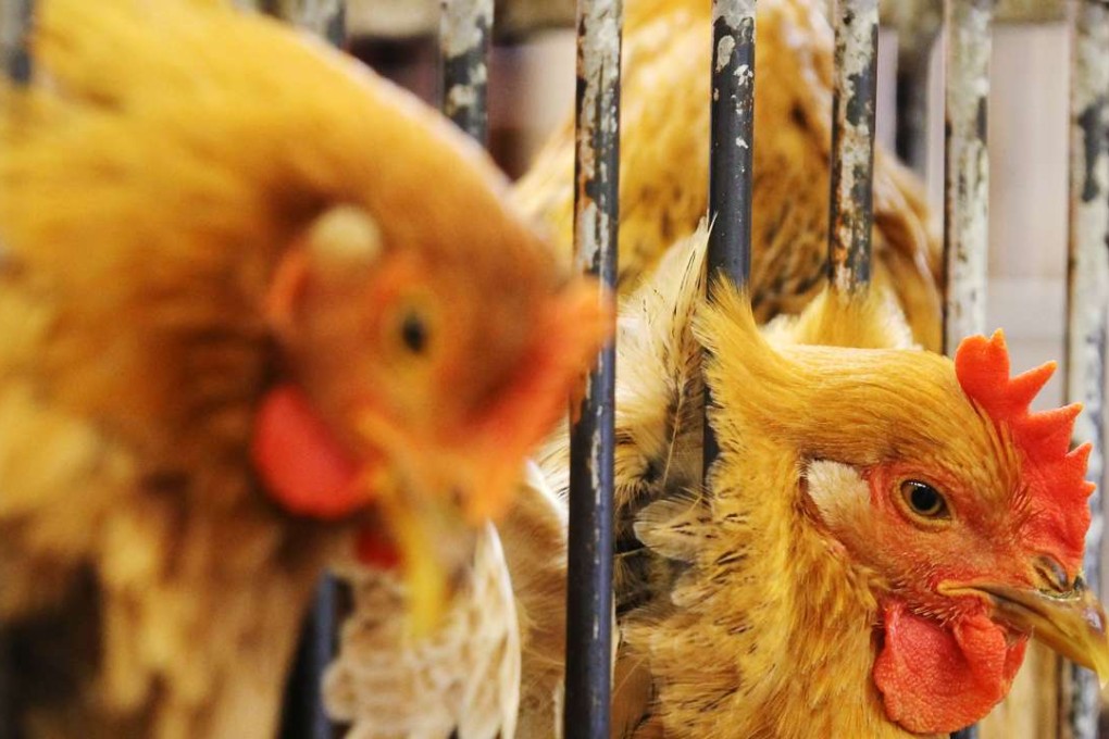 The latest import ban of three regions follows a worldwide ban of poultry products from various other countries currently in place as a precaution. Photo: Edward Wong