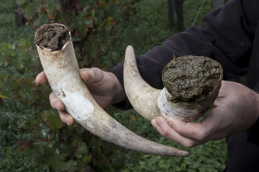 Cow horns are filled with manure to make biodynamic horn manure 500 for use on vineyards.