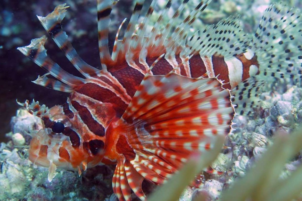 Scientists say the area is especially rich in fish, cephalopods and amphipods. Photo: Dr Calton Law