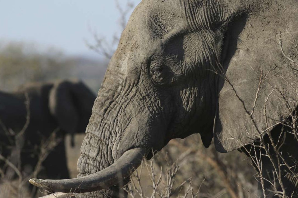 An elephant walks through the bush at the Southern African Wildlife College on the edge of Kruger National Park in South Africa. The Chinese government said in a statement released on Friday it will shut down its official ivory trade at the end of 2017 in a move designed to curb the mass slaughter of African elephants. Photo: AP