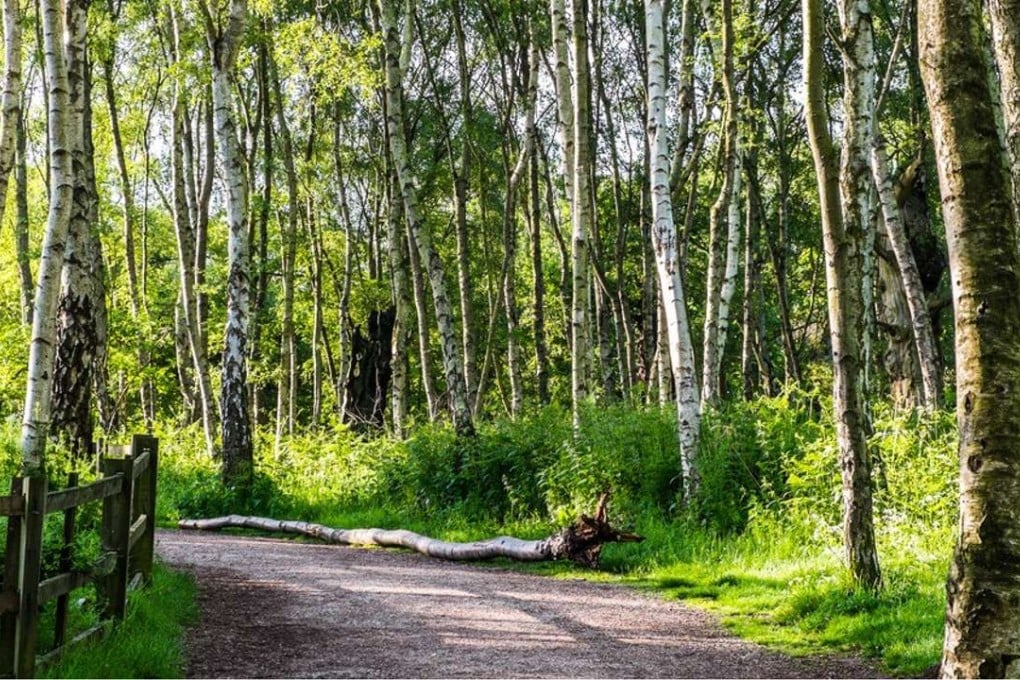 Sherwood Forest in Nottinghamshire county, England. Photo: nottinghamshire.gov