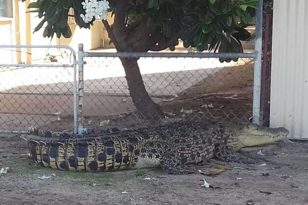The saltwater crocodile that kept Karumba residents on their toes on New Year’s Eve. Photo: Queensland Police