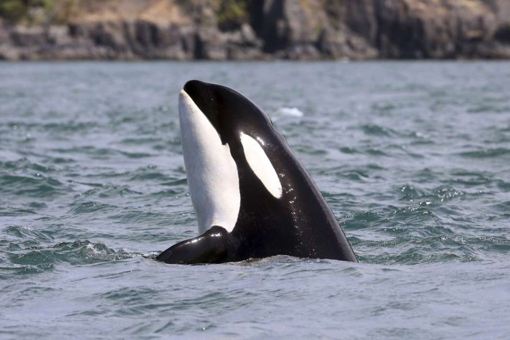 In this July 3, 2016, photo provided by the Centre for Whale Research, an orca whale designated J2 and known as Granny pokes her head upward while swimming in the Salish Sea near the San Juan Islands, off Washington state. Granny has been missing for months and is now likely dead. Photo: AP