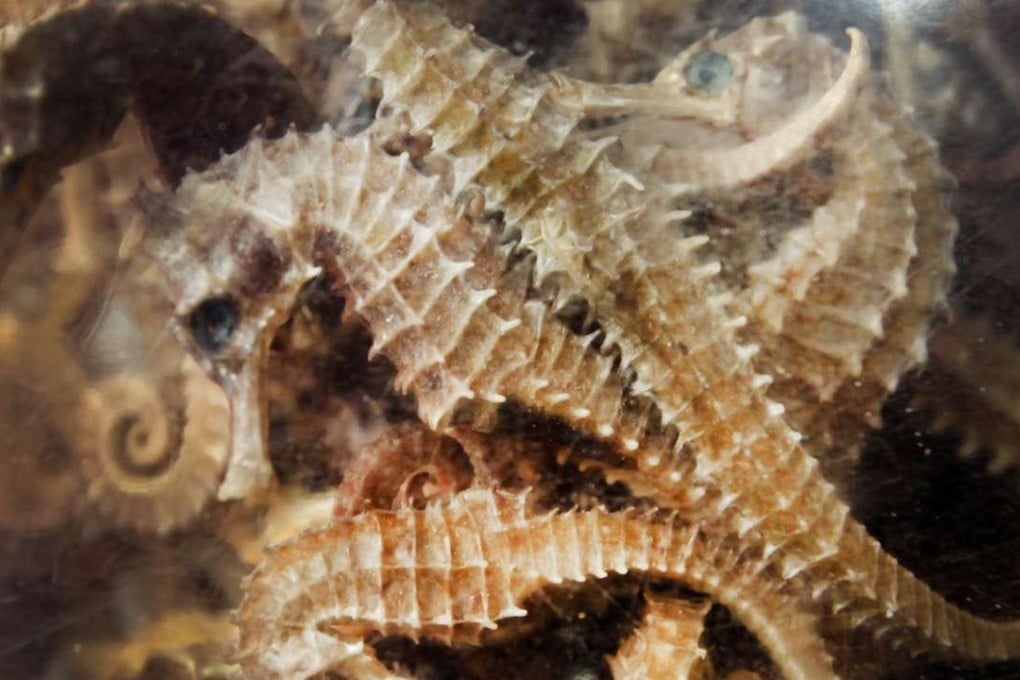 Dried seahorses are displaying in plastic jar for sale in a traditional Chinese medicine shop in Phnom Penh, Cambodia. Photo: AP