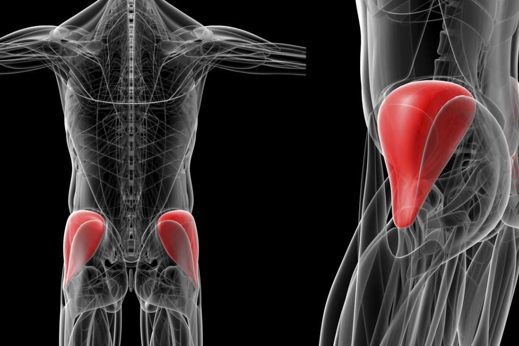 Illustration of the gluteus medius.