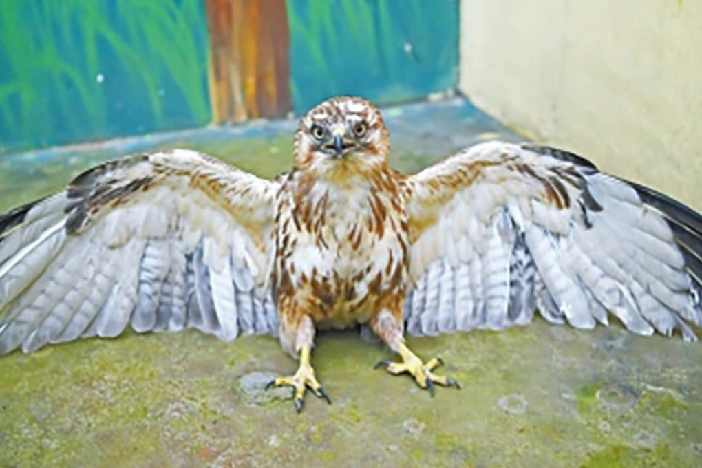 The bird was identified as a buteo, a class two protected animal in China, which lives mainly on a diet of small rodents that it catches. Photo: Handout