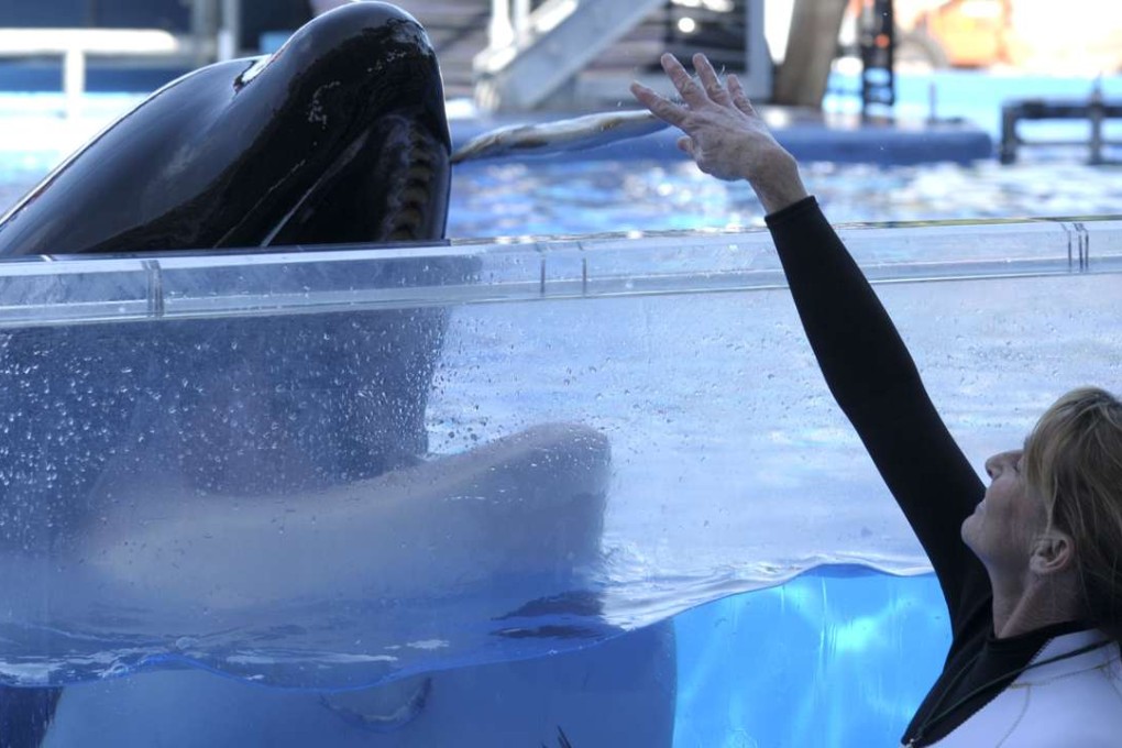 Kelly Flaherty Clark, right, director of animal training at SeaWorld Orlando, works with killer whale Tilikum during a training session at the theme park's Shamu Stadium in Orlando, Florida. Tilikum, an orca that killed a trainer at SeaWorld Orlando in 2010, has died. Photo: AP