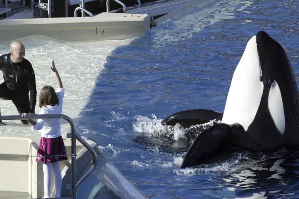 A 2006 photo of an orca show at SeaWorld San Diego. Photo: AP