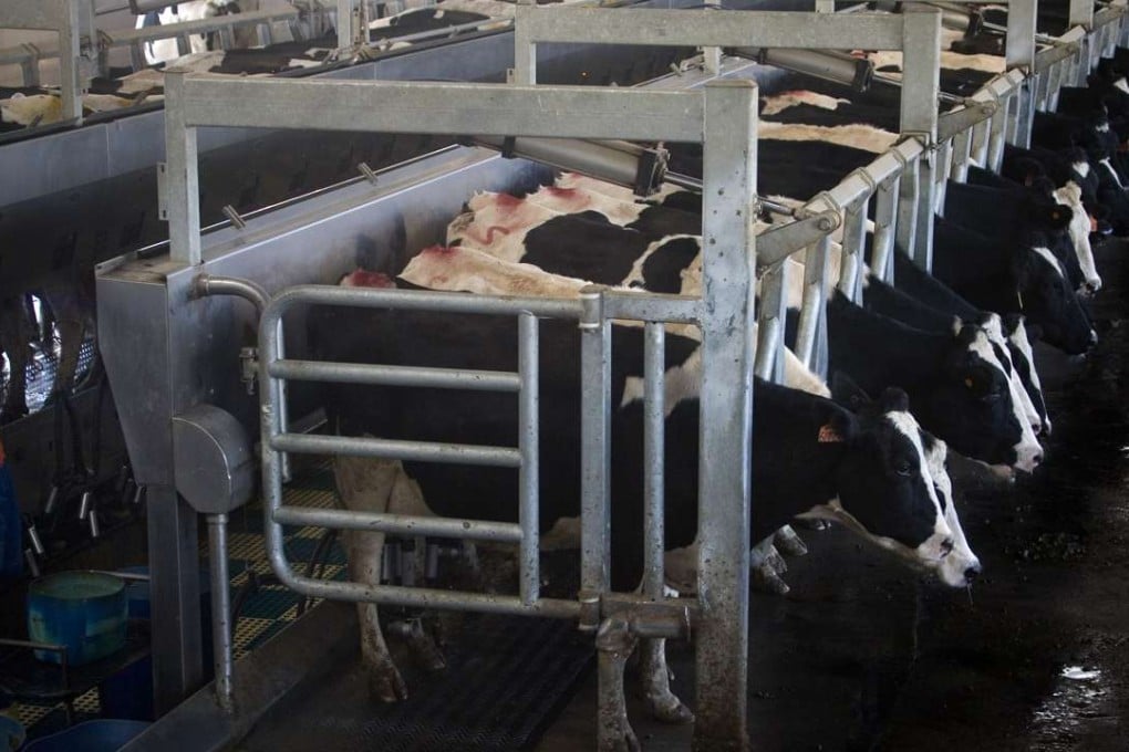 Cows get milked at a milking station owned by Mengniu in Hohhot, north China's Inner Mongolia region. Photo: AP
