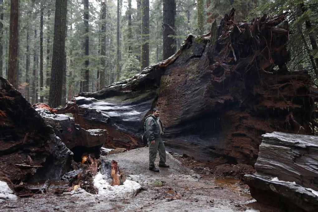 California State Parks Supervising Ranger Tony Tealdi pauses by the roots of the fallen Pioneer Cabin Tree at Calaveras Big Trees State Park on Monday. Photo: AP