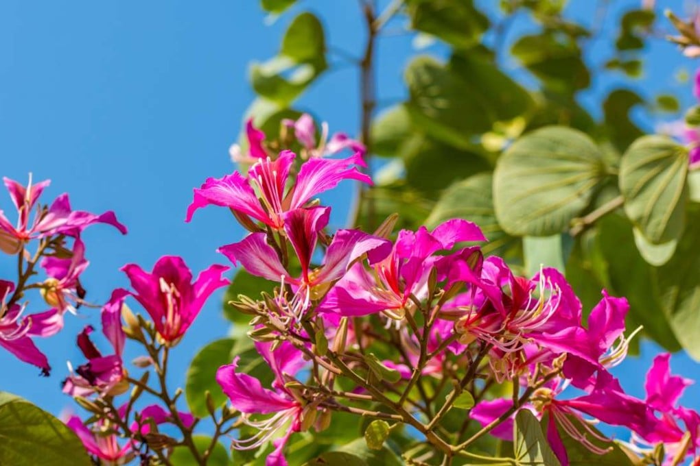 The Bauhinia blakeana, or Hong Kong orchid tree.