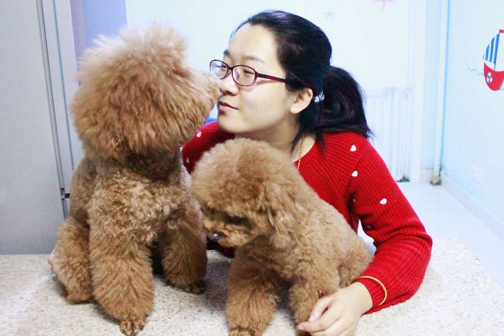 Xu Yingying, a Beijing kindergarten teacher, enjoys taking care of guest dogs along with her own teddy bear dog. Animal-sitting earned her about 7,000 yuan last year during Lunar New Year. Photo: SCMP Pictures