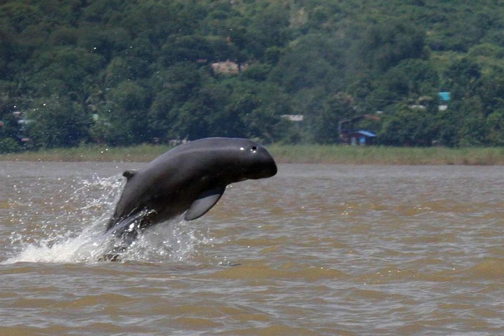 This handout from the Wildlife Conservation Society taken on September 9, 2016, shows an Irrawaddy dolphin jumping in the Irrawaddy river near Mandalay. Photo: AFP