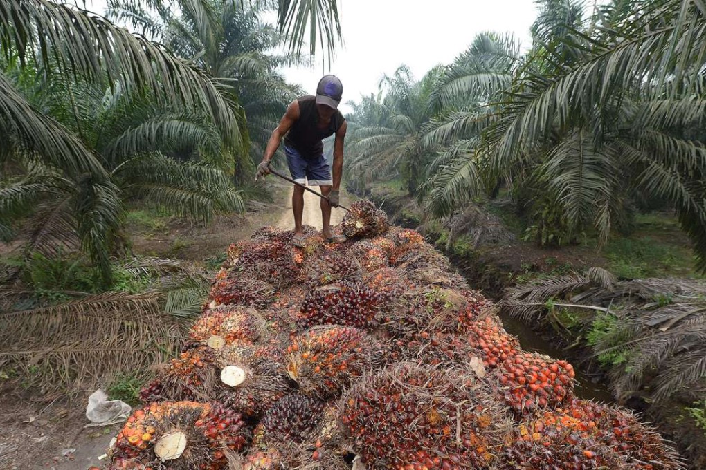 A worker handling palm oil seeds at a plantation area in Pelalawan, Riau province in Indonesia's Sumatra island. Greenpeace on Tuesday accused banking giant HSBC of helping to arrange billions of dollars in financing for companies whose palm oil operations have been blamed for destroying vast swathes of Indonesian rainforest. Photo: AFP