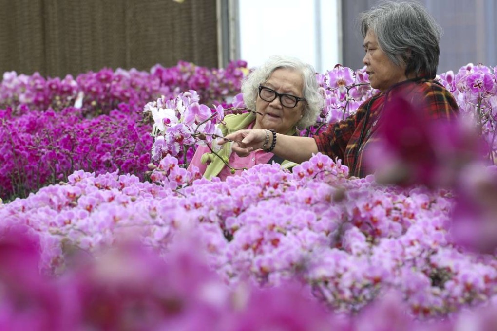 Customers choose blossoms at a flower farm in Kam Tin in Yuen Long. Photo: Felix Wong