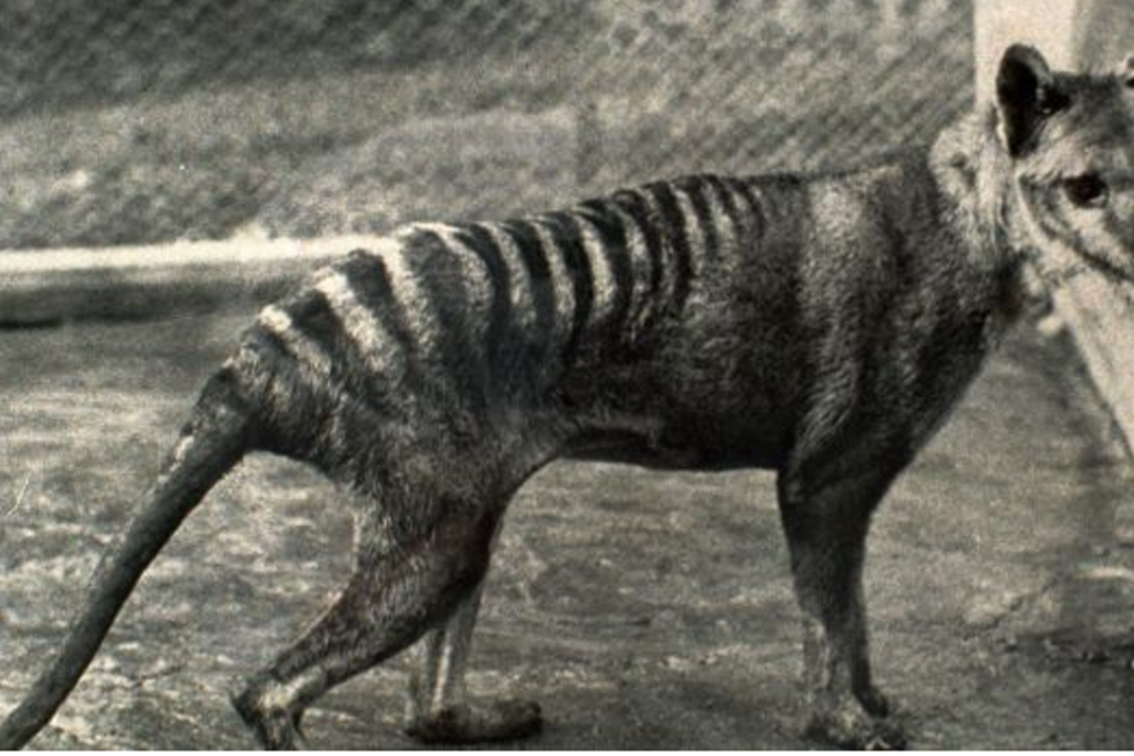 The last known Tasmanian tiger, seen in 1936, the year it died in a Hobart zoo. Photo: Tasmanian Museum
