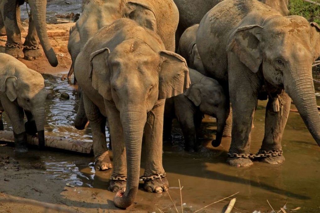 Elephant poaching in Myanmar has jumped tenfold in recent years. Photo: Xinhua