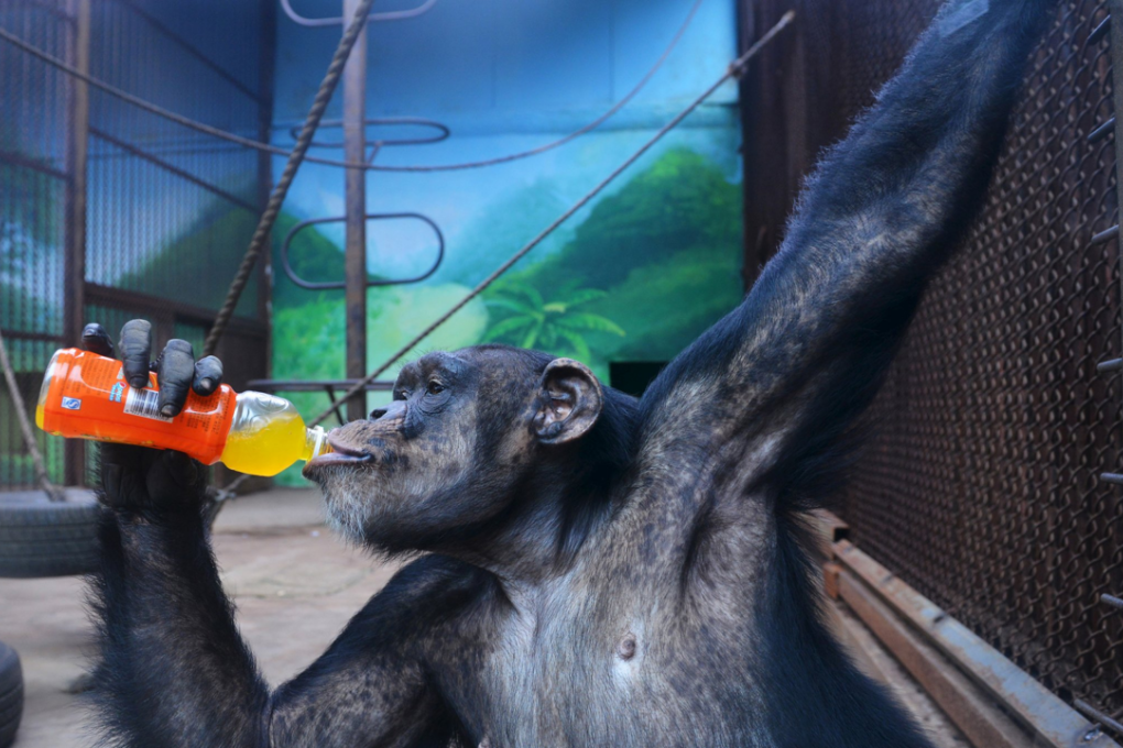 A chimpanzee drinks beverage to cool off the summer heat. Photo: REUTERS/China Daily