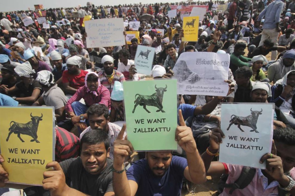 Protestors hold placards demanding jallikattu, a traditional bull-taming sport banned by India's top court, be allowed to resume unhindered as thousands gather at the Marina beach in Chennai, India. Photo: AP