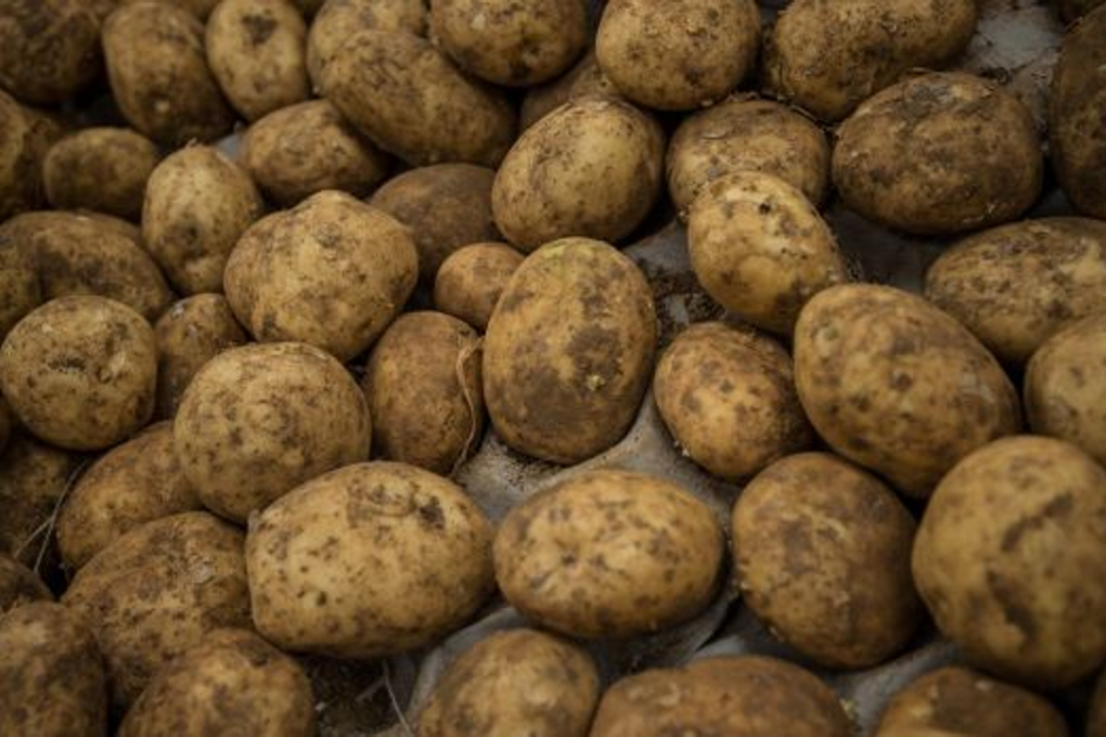 Difficult planting conditions have led to a short supply of potatoes and high prices for now. Photo: Wolter Peeters