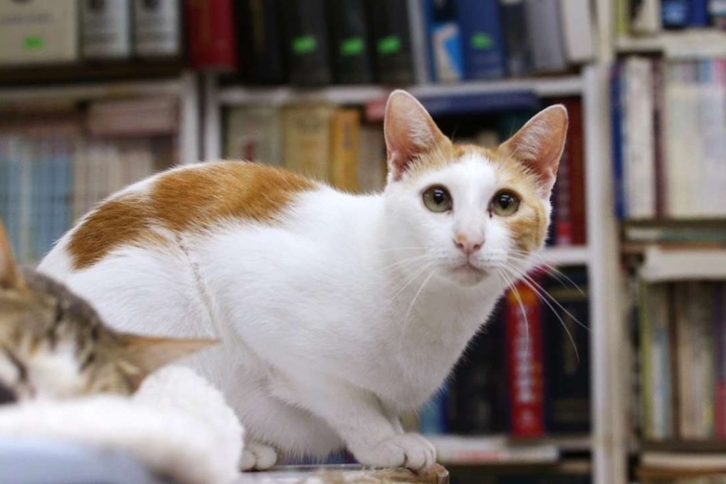 Cats in a local bookshop. Photo: Felix Wong