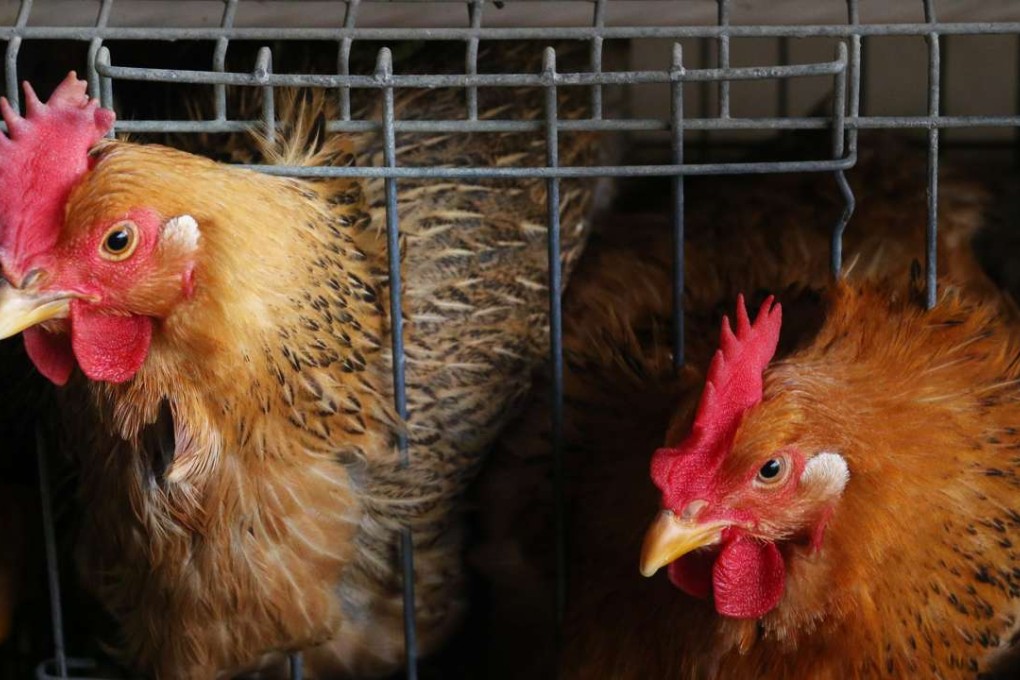 Analysts forecast China will experience its worst chicken shortage in decades in the Year of the Rooster. Photo: David Wong