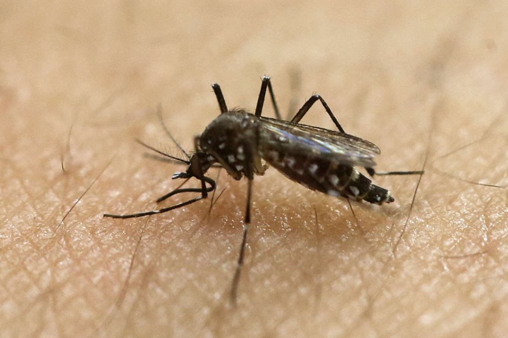 The Aedes aegypti has been seen as the main spreader of Zika and is widespread in Vietnam. Photo: AP