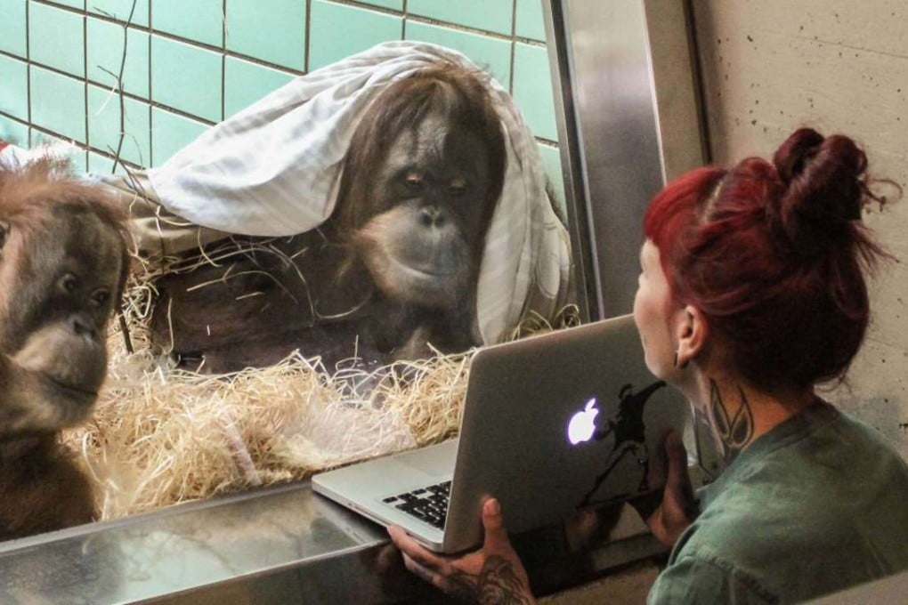 Female orangutans Conny and Sinta watch videos of potential mates at the Wilhelma Zoo in Stuttgart, Germany, in 2016. Photo: Wilhelma Zoo.