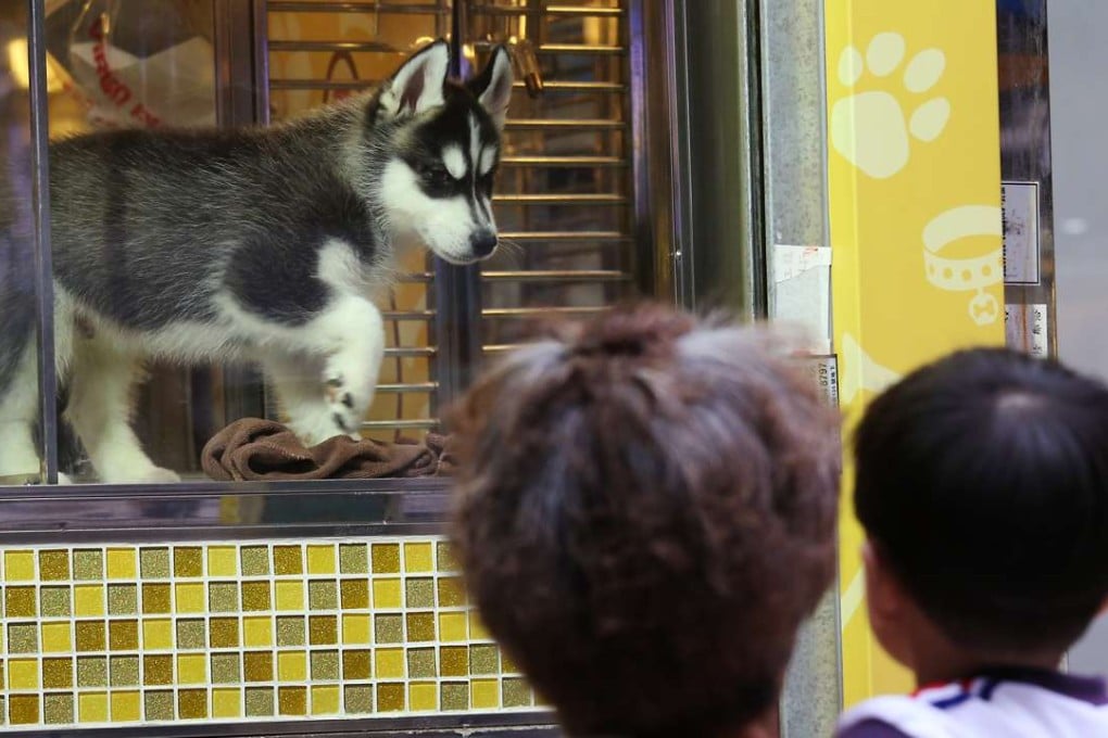 A dog at a pet shop in Mong Kok. New licensing rules for breeders take effect in March. Photo: Nora Tam