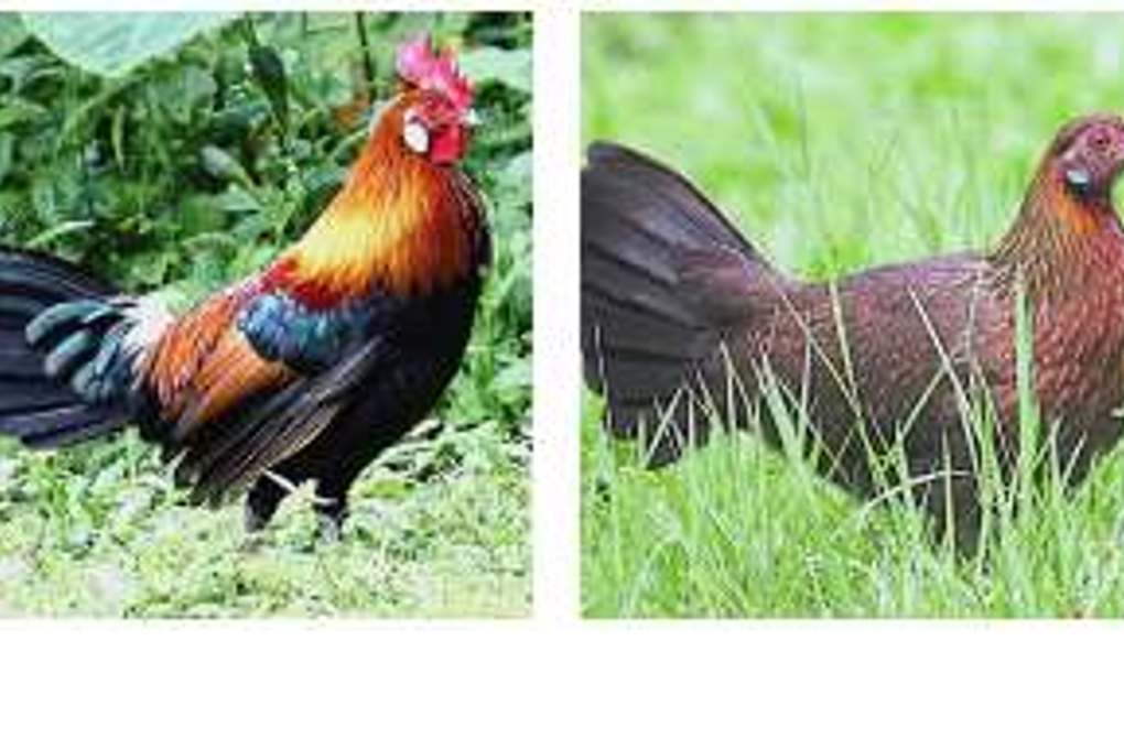 The male jungle fowl (left) and the female (right) are getting fewer in number. Photo: The Star