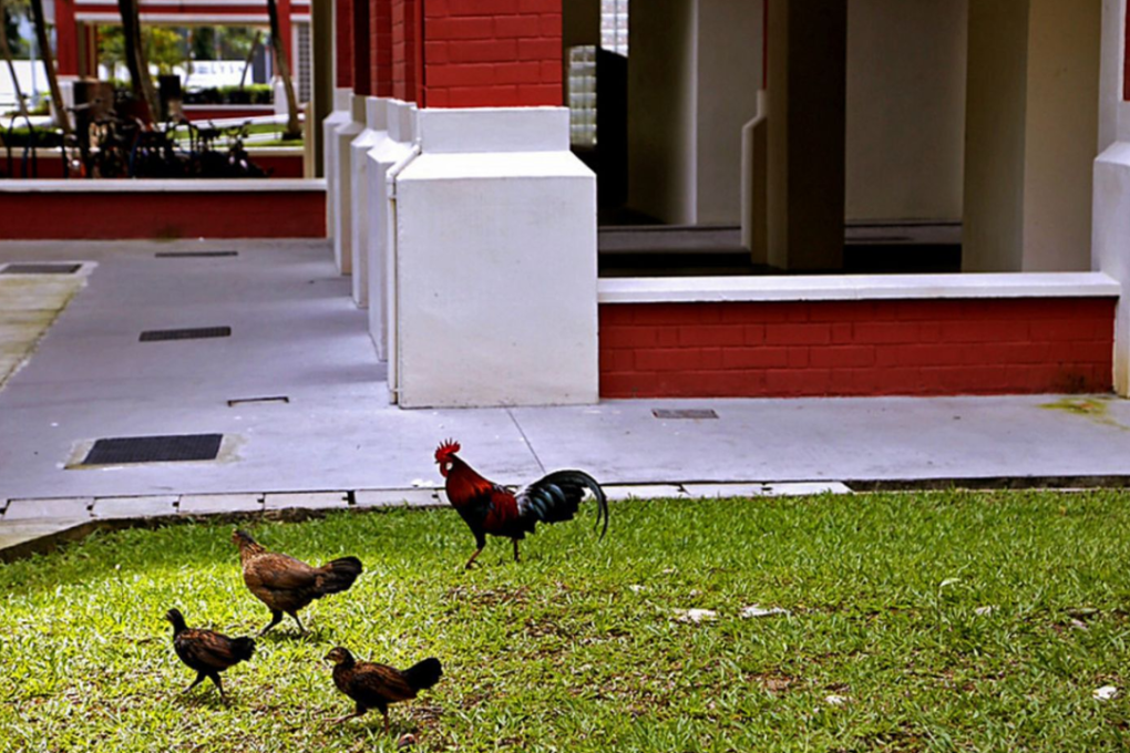 The Agri-Food & Veterinary Authority of Singapore had said that the relocation option for the chickens that were roaming around the Sin Ming area was not viable as land is scarce in Singapore. Photo: Raj Nadarajan/Today