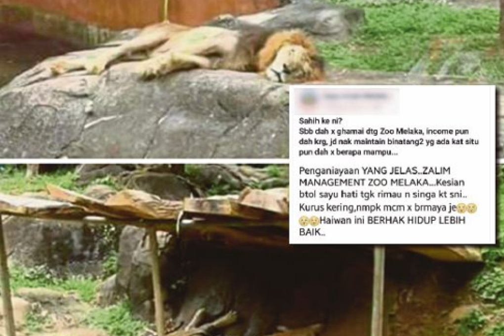 A screen grab of the Facebook post which claimed that animals in Melaka Zoo were abused. Photo: Facebook