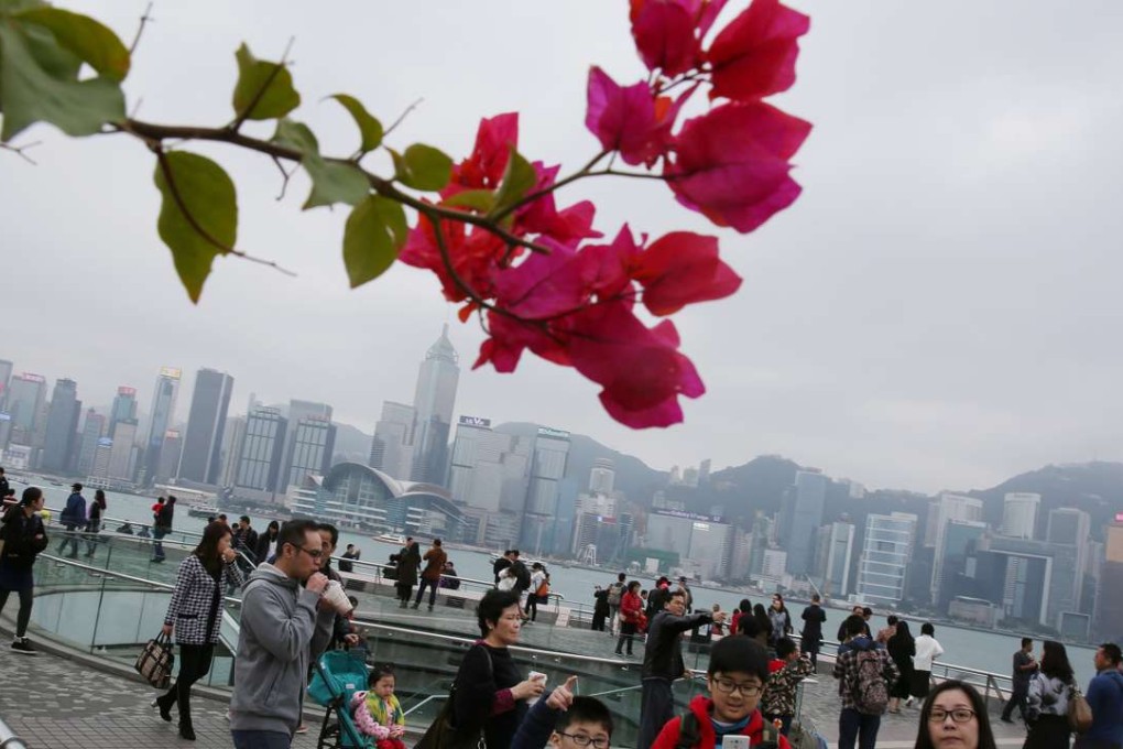Flowers in bloom in Tsim Sha Tsui, after the city’s hottest January since records began. Photo: Sam Tsang
