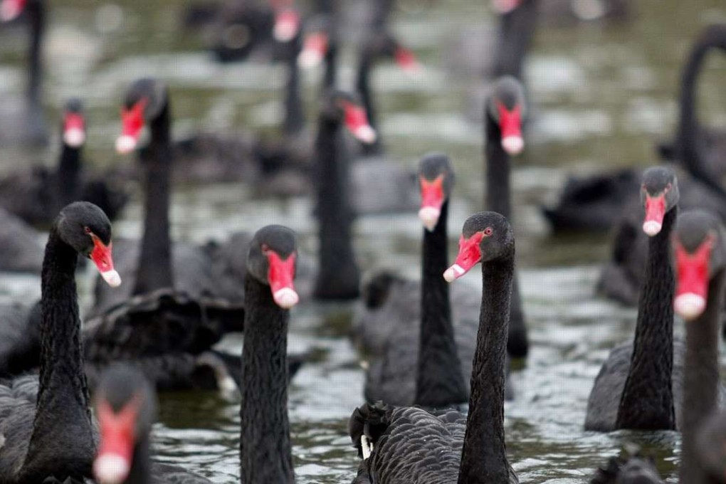 Nassim Taleb’s black swan theory refers to a surprise event that has a major impact and is often seen more clearly with the benefit of hindsight. Photo: Reuters